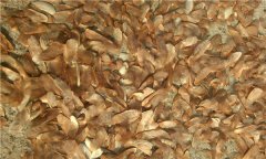 種子基地如何使用農(nóng)業(yè)氣象站來提高種子基地的產(chǎn)量？