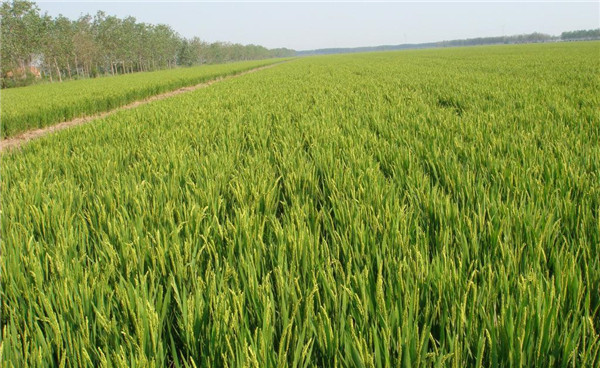 種子基地如何使用農(nóng)業(yè)氣象站來提高種子基地的產(chǎn)量？