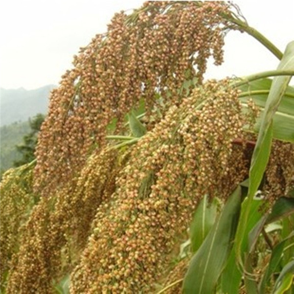 種子基地如何使用農(nóng)業(yè)氣象站來提高種子基地的產(chǎn)量？