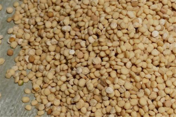 種子基地如何使用農(nóng)業(yè)氣象站來提高種子基地的產(chǎn)量？