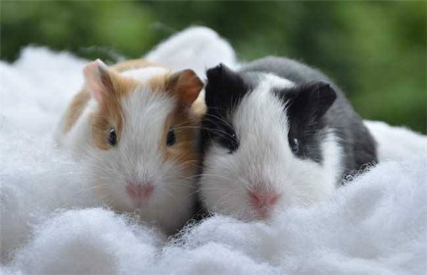 6000竹鼠賣不出去？何不來賣農(nóng)業(yè)氣象站！