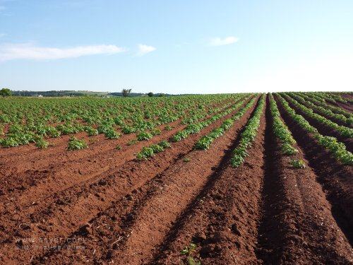 基于農(nóng)業(yè)物聯(lián)網(wǎng)，如何防治馬鈴薯疫?。? width=