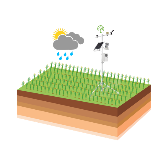 在番石榴的種植中，農(nóng)業(yè)四情監(jiān)測系統(tǒng)有何作用？