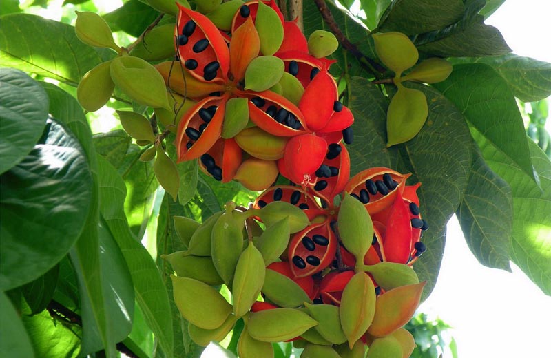 農(nóng)業(yè)自動(dòng)氣象站，為鳳眼果的種植提供一手資料